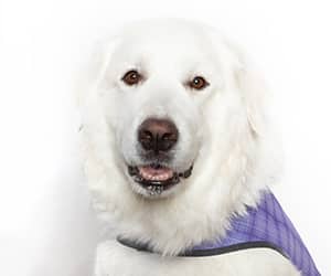 a white dog wearing a purple vest