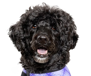 a black dog with curly hair