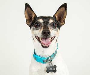 CATS team member Raco
