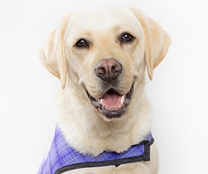 a dog wearing a vest