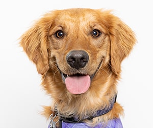 a dog wearing a purple and white plaid shirt