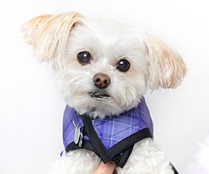 CATS team member Alfie: Maltese