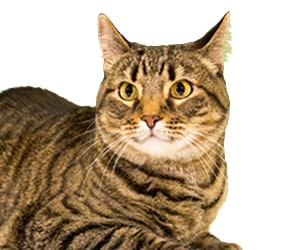 a cat lying down looking at the camera