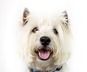 a white dog with its mouth open