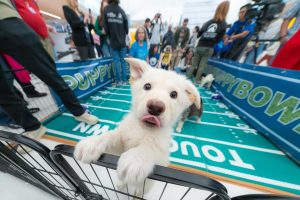 DEN celebrates its 10th Annual Puppy Bowl with the Denver Animal Shelter.
