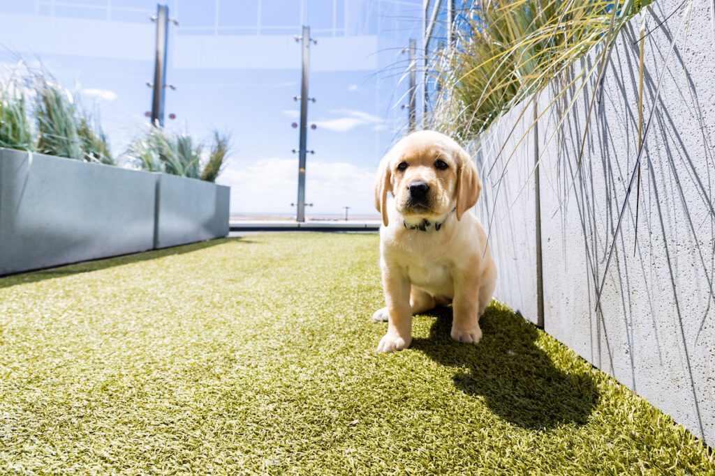 DEN's outdoor decks feature pet relief areas